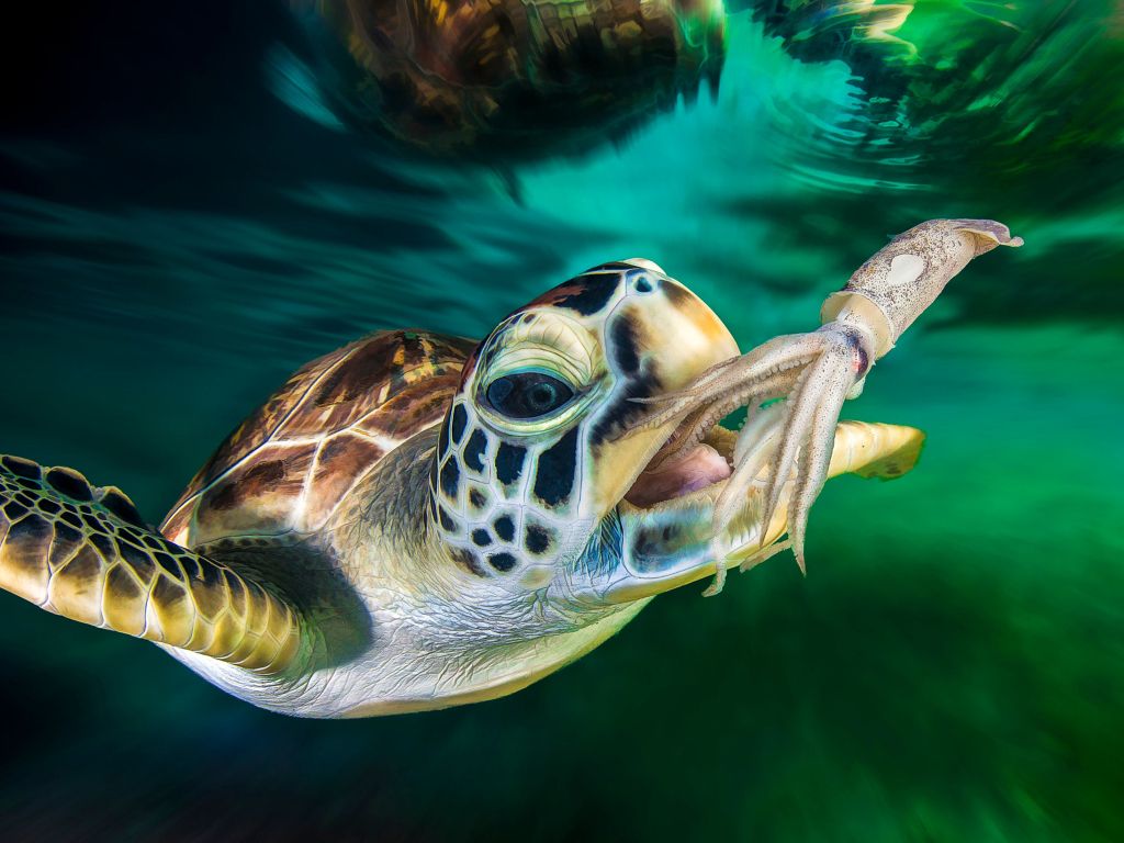 Green Sea Turtle And Squid Ocean Underwater wallpaper