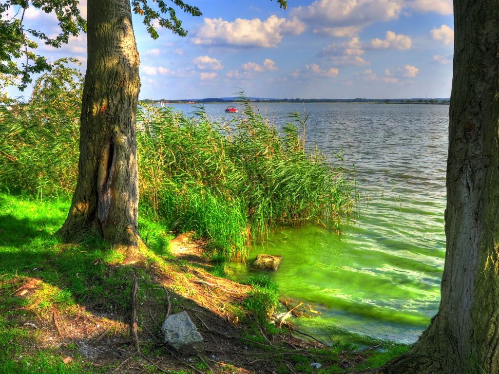Green Shore With Trees wallpaper