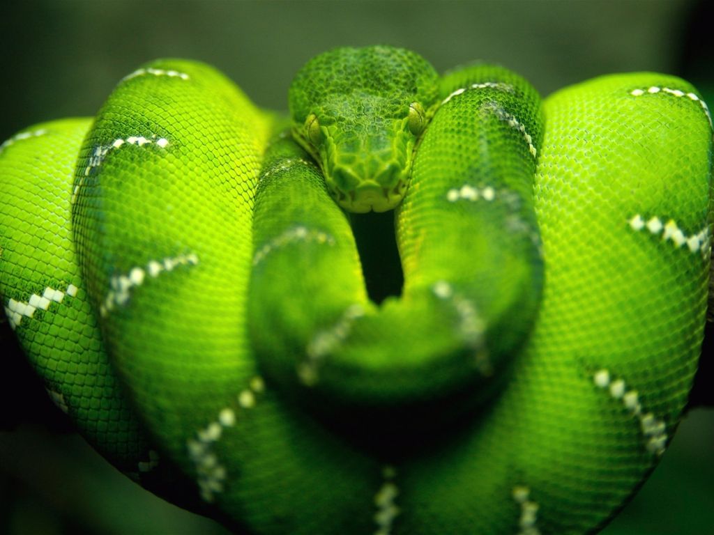 Green Snake 2121 wallpaper