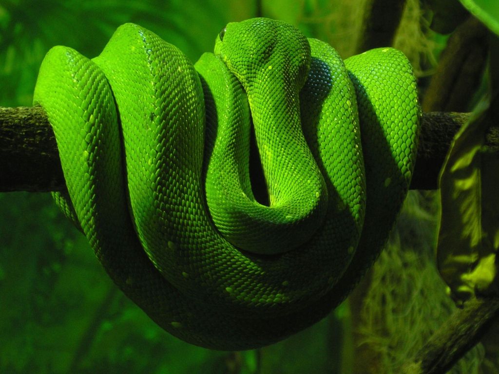 Green Snake 24883 wallpaper