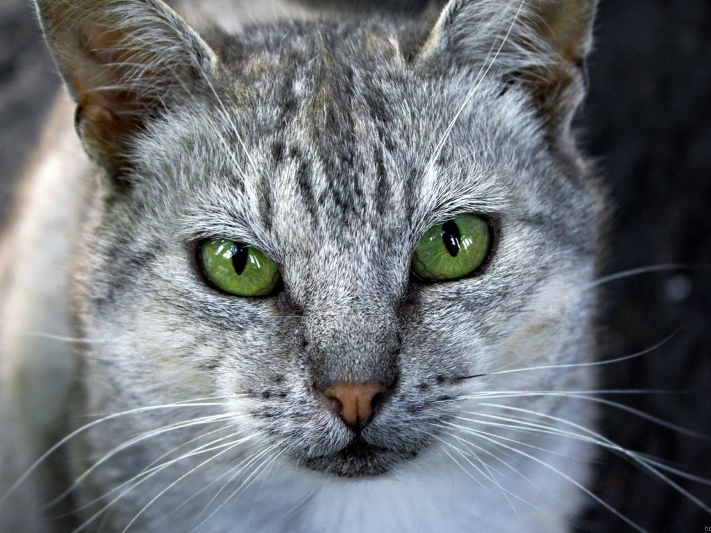 Grey Cat With Green Eyes wallpaper