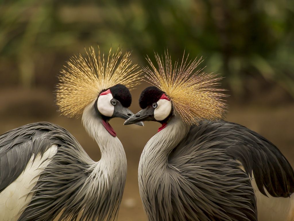 Grey Crowned Couple wallpaper