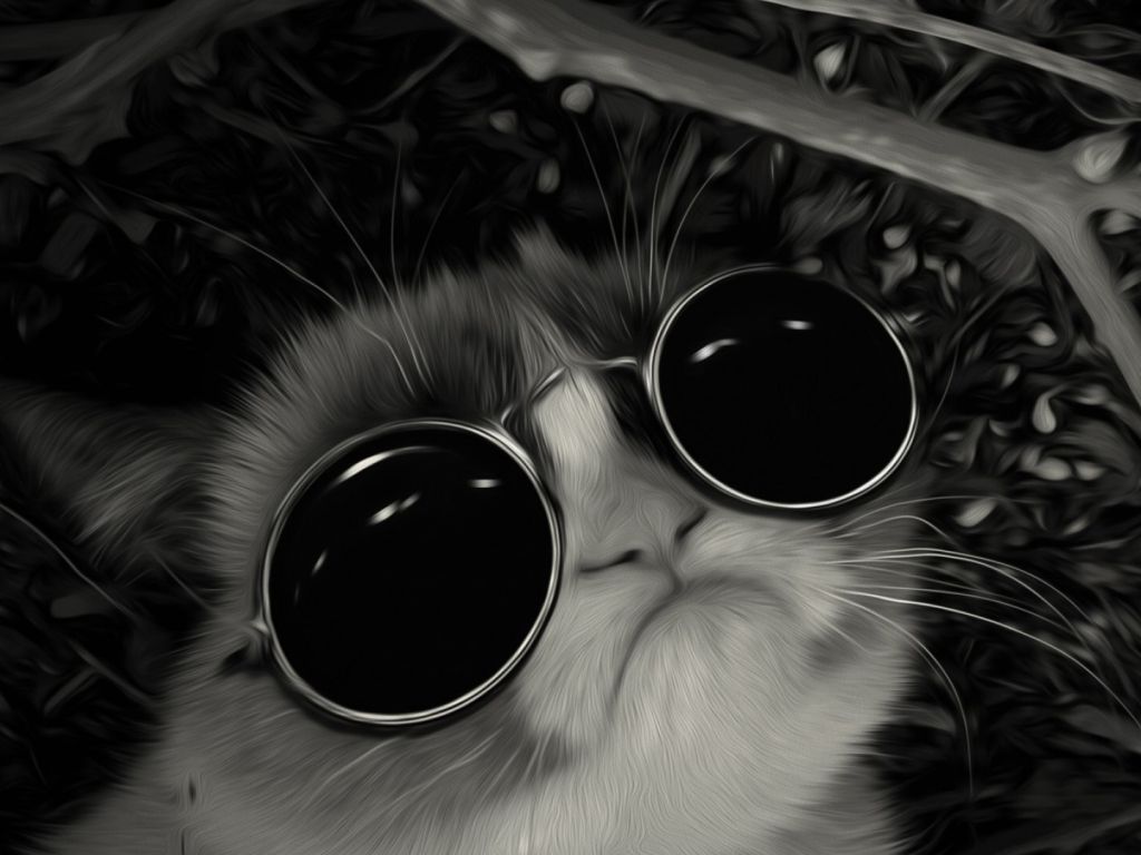 Grumpy Cat Sunglasses wallpaper