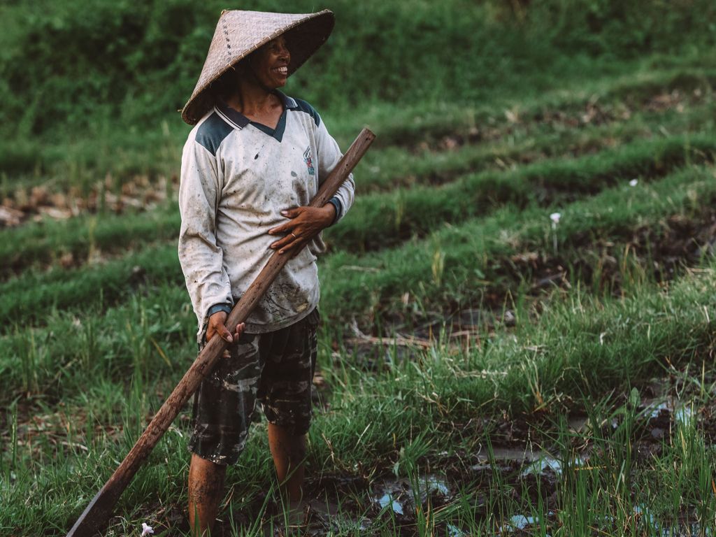 Happy Farmer Tending to His Rice Field Bali Indonesia wallpaper