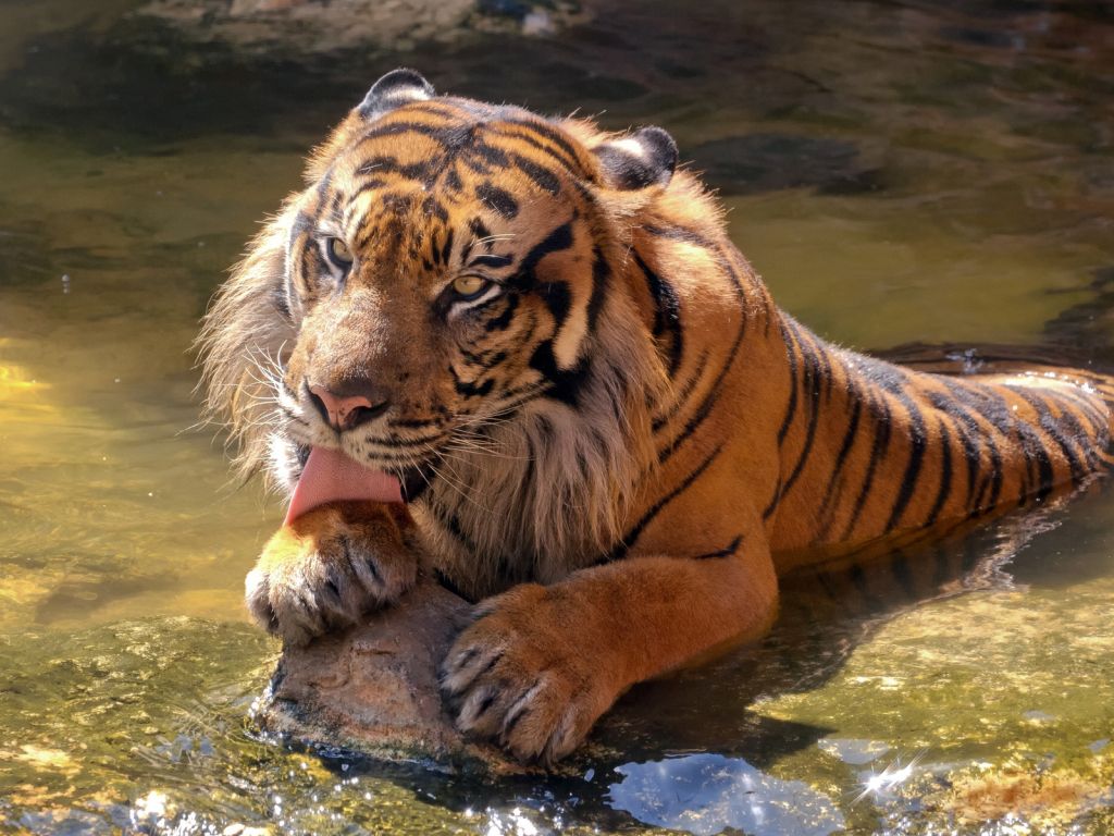 Happy Sumatran Tiger wallpaper