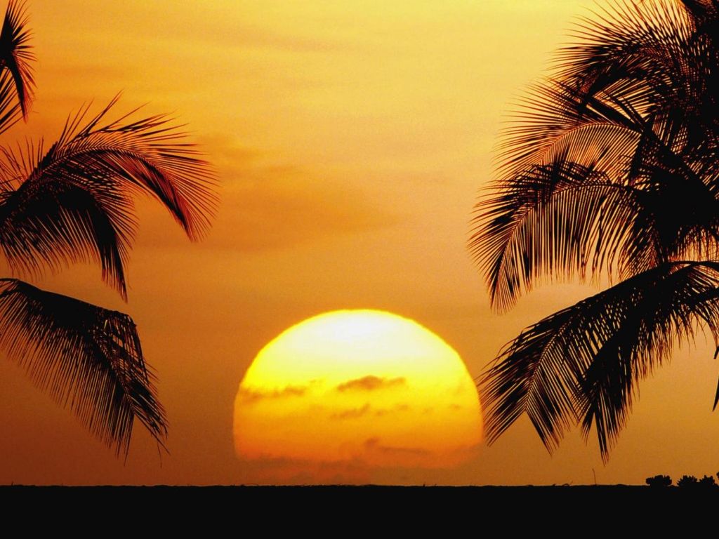Hawaii Palm Trees Sun Set wallpaper