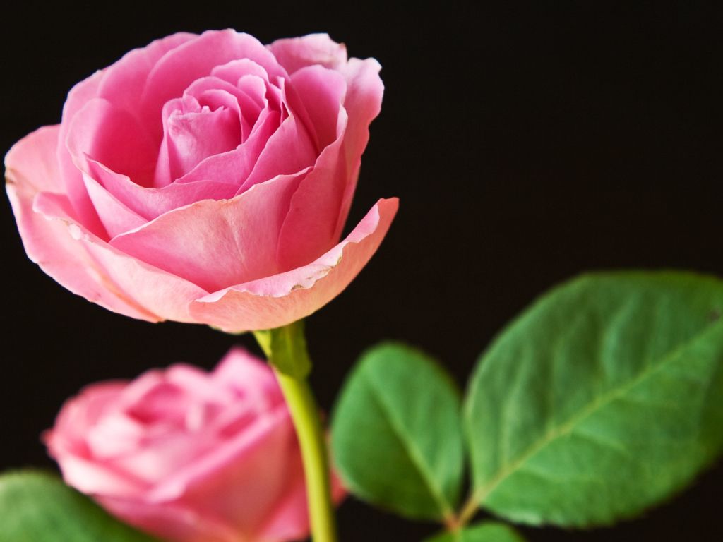 HD Best Pink Roses Backgrounds wallpaper