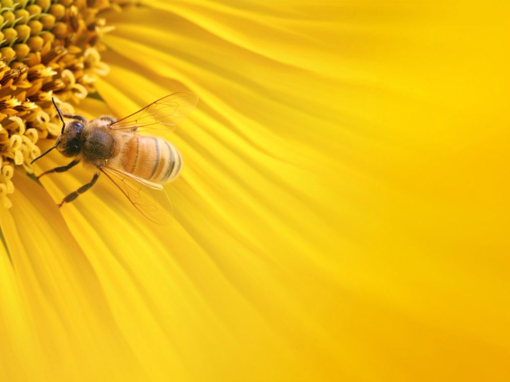 HD Pure Bee wallpaper