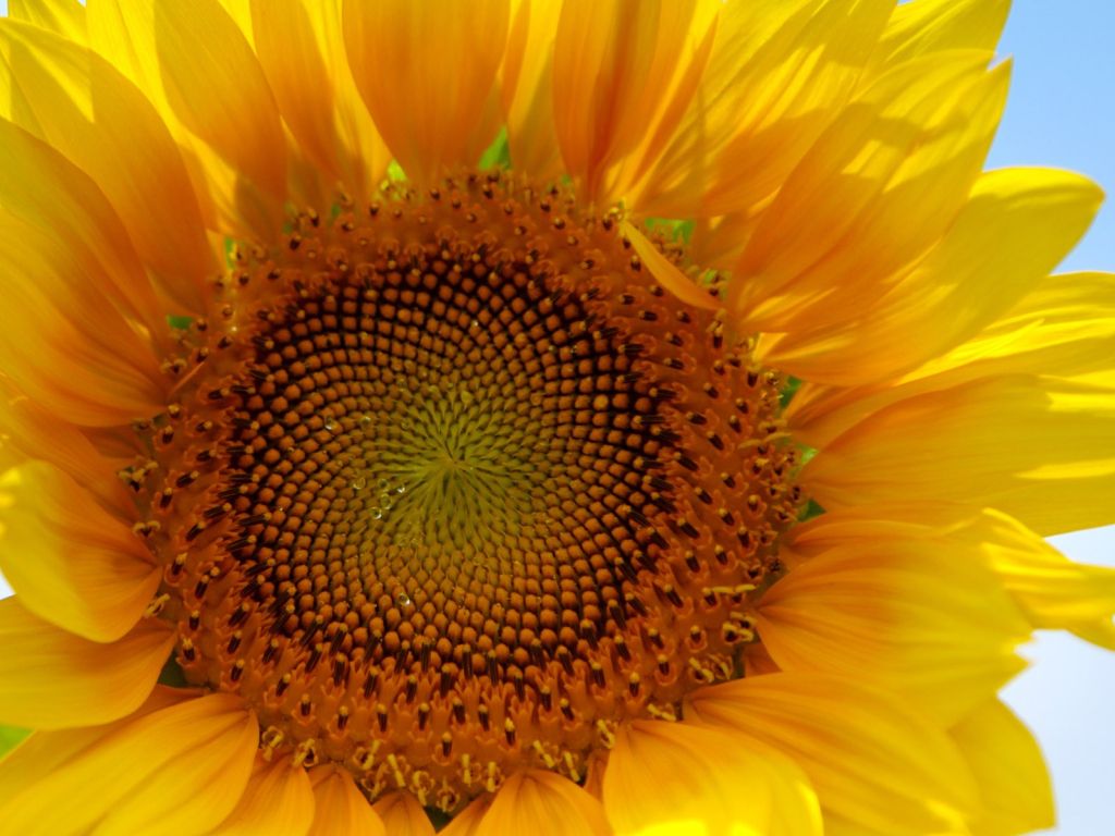 Hd Sunflower wallpaper