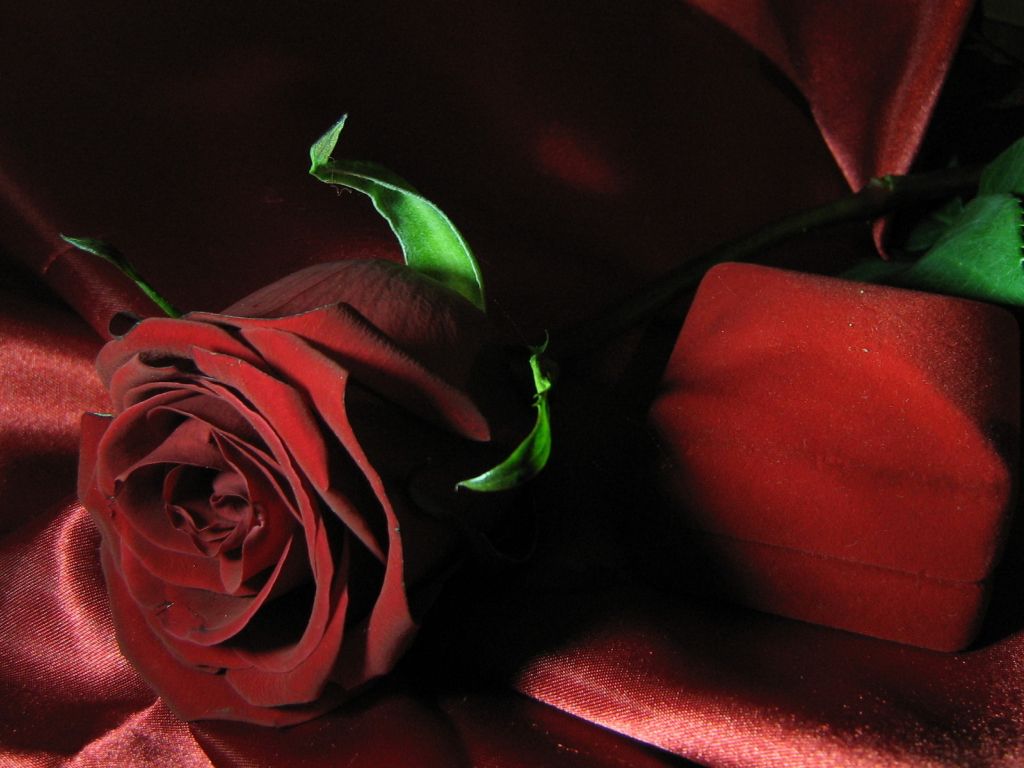HD Otife Color Beauty Desktop Rose Flower wallpaper