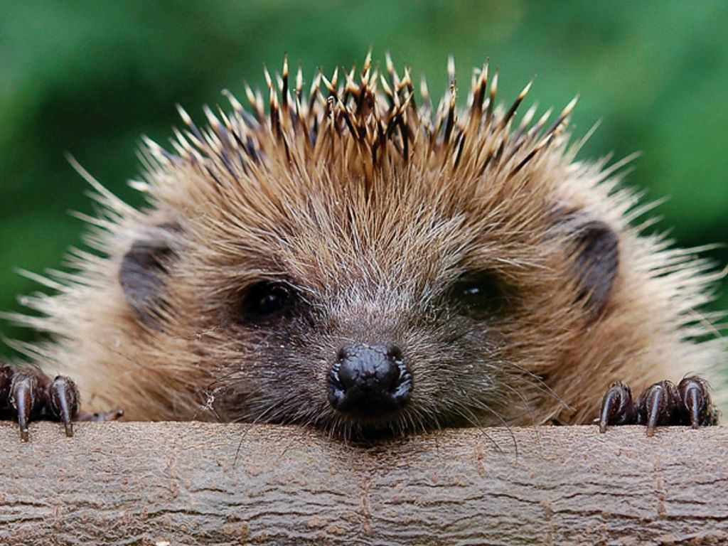 Hedgehog 17364 wallpaper