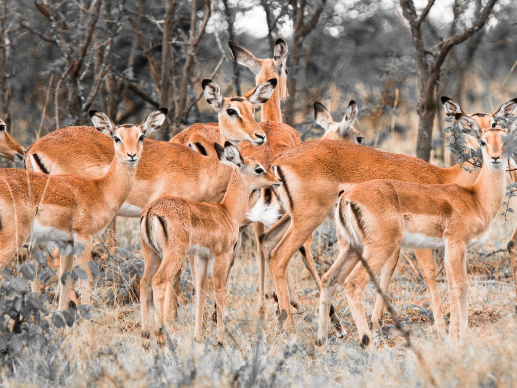 Herd of Deer wallpaper