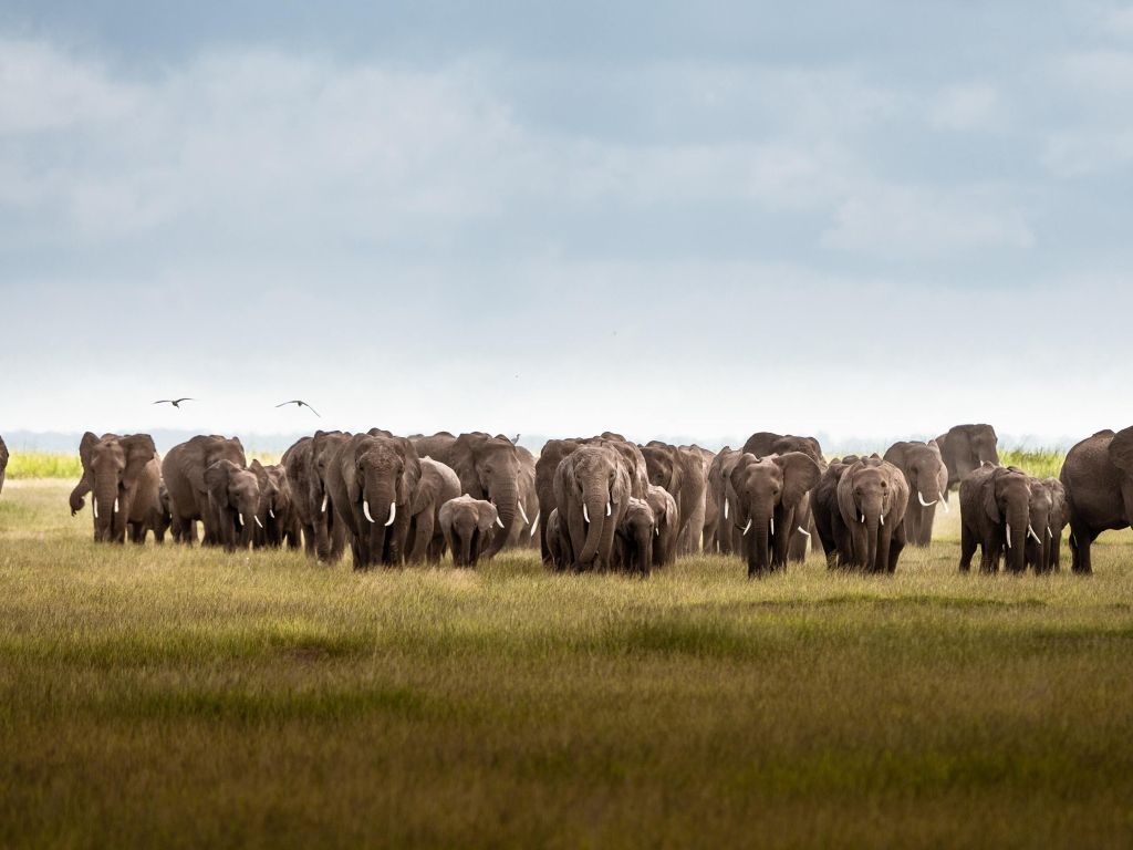 Herd of Elephants Amboseli National Park Kenya wallpaper
