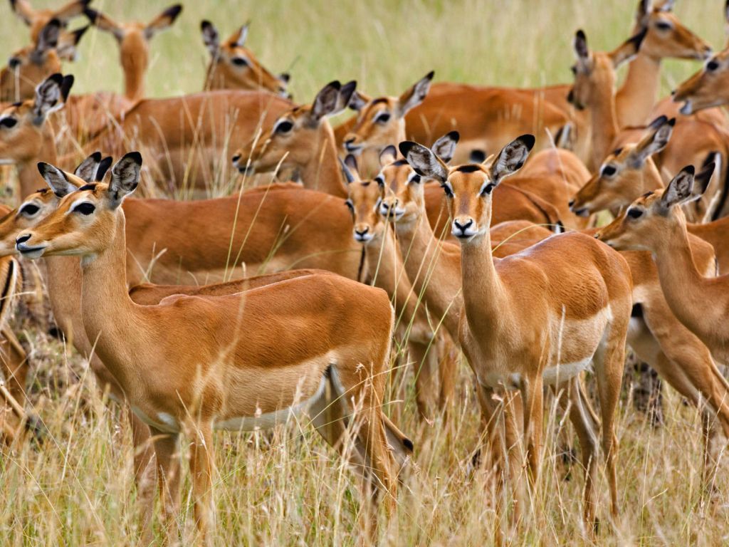 Herd of Female Impala Masai Mara Kenya 3097 wallpaper