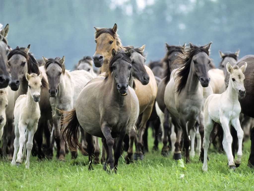 Herd of Horses wallpaper
