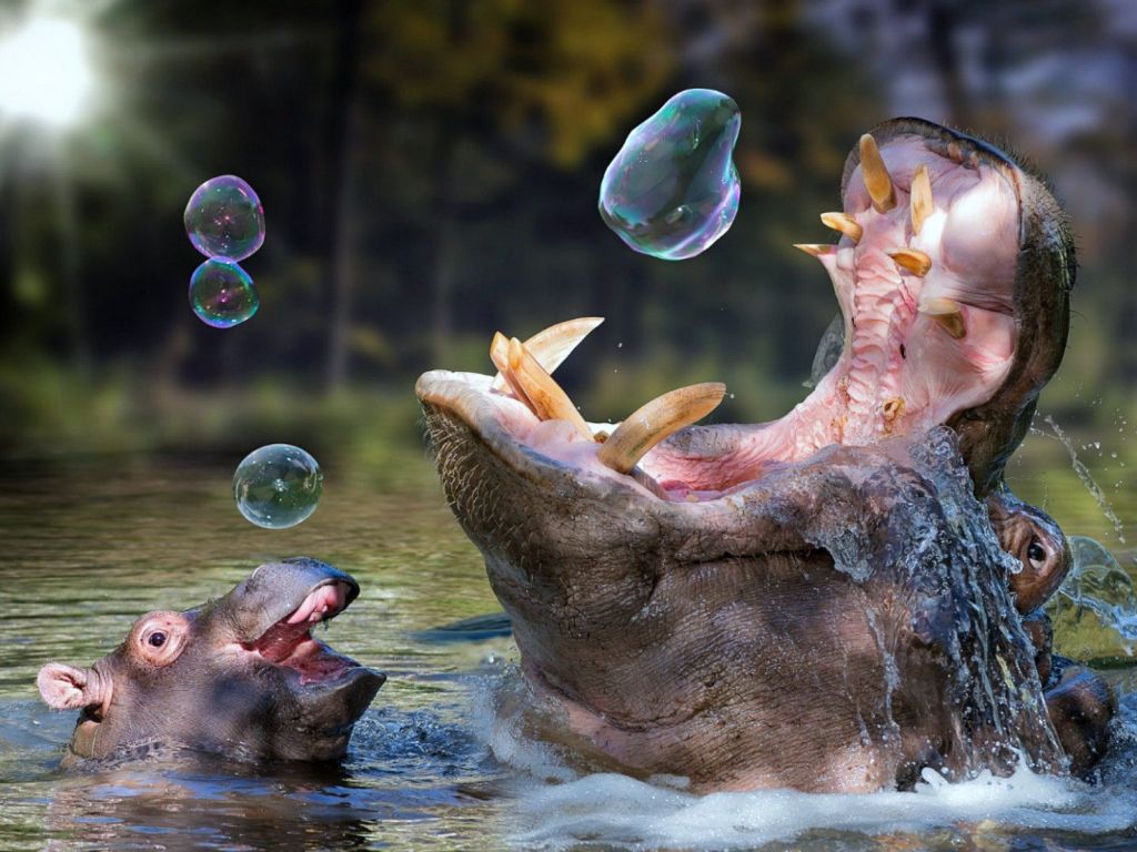 Hippos Playing With Soap Balloon 20052 wallpaper