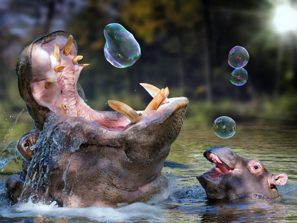 Hippos Playing With Soap Bubbles Animals wallpaper