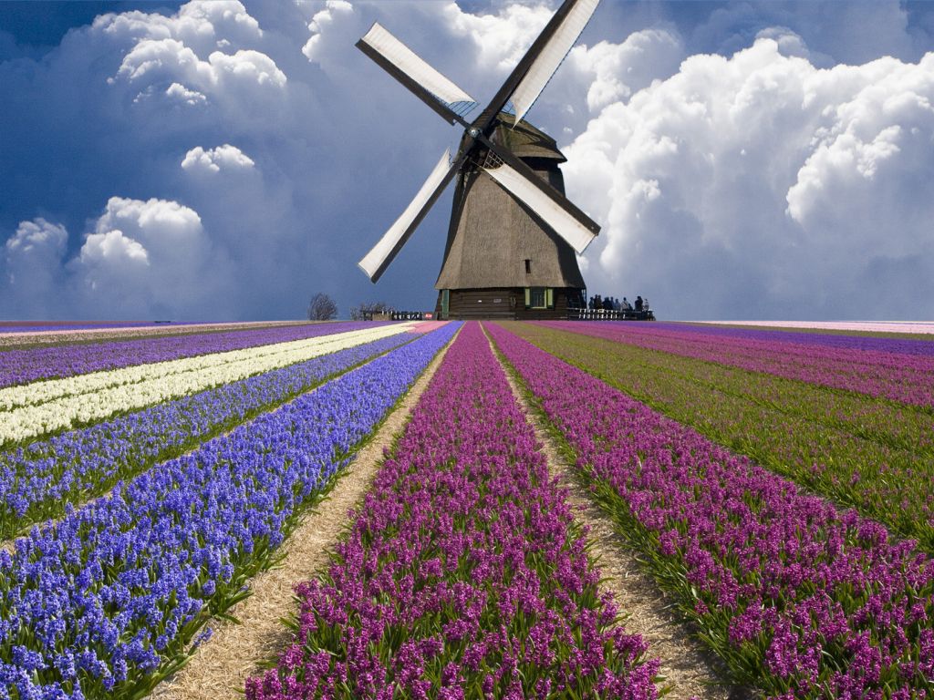 Holland Flower Fields wallpaper in 1024x768 resolution