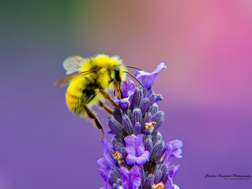 Honey Bee Lavendar Nectar wallpaper