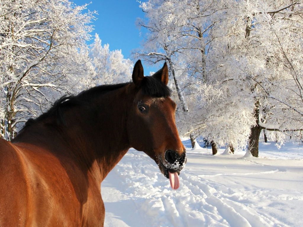 Horse Face Snow Tongue Winter wallpaper