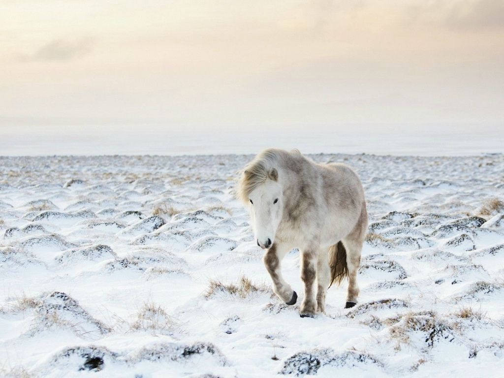Horse in Snow Winter wallpaper