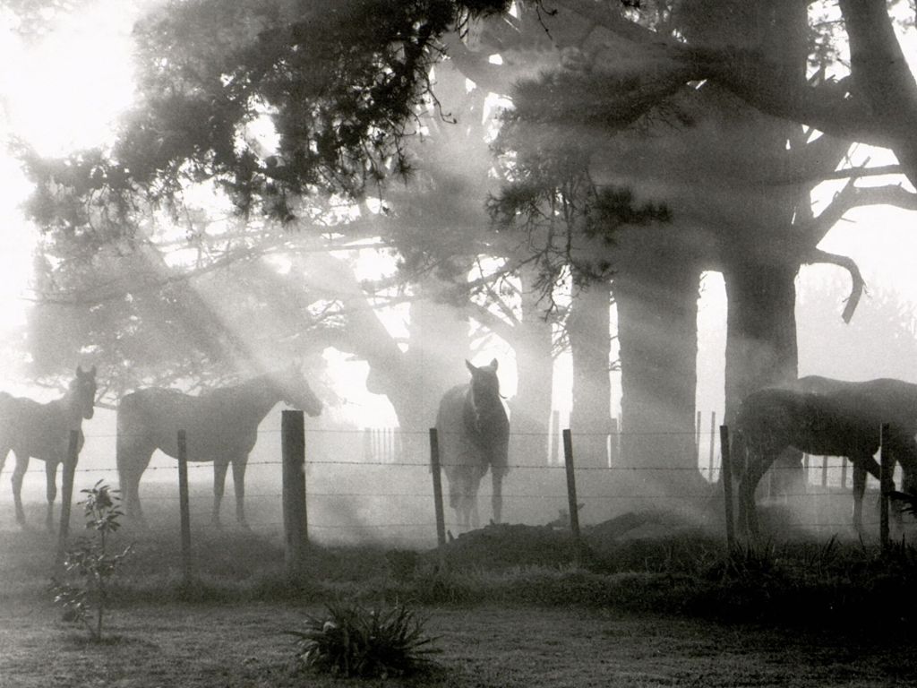 Horses in the Mist wallpaper