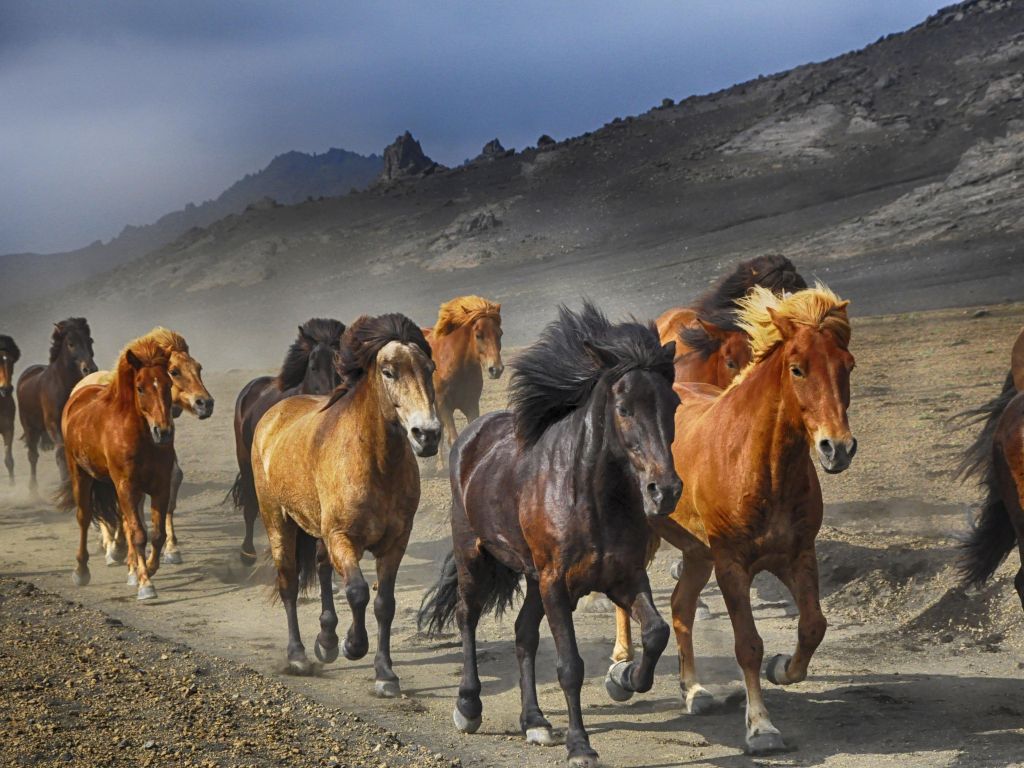 Horses Running on a Dirt Road wallpaper