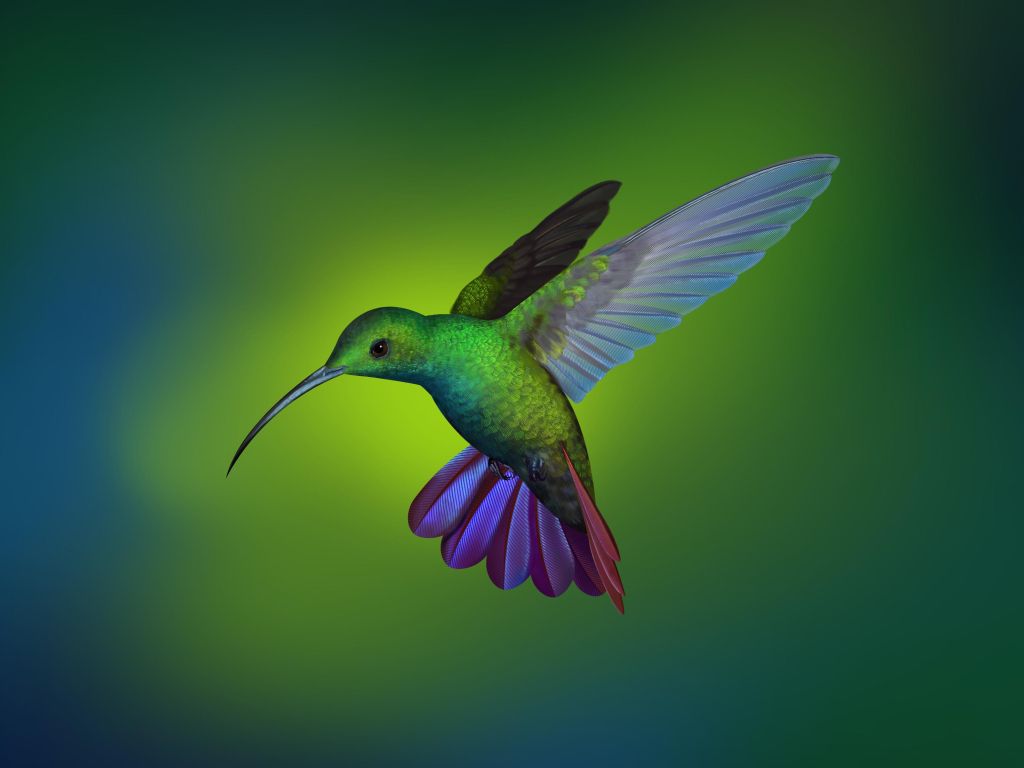 Hummingbird From Deepin OS wallpaper