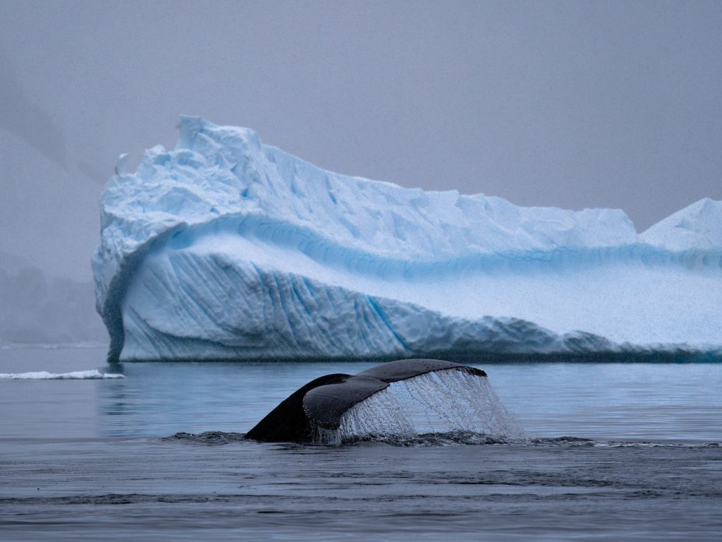 Humpback Whale Tail Antarctica wallpaper