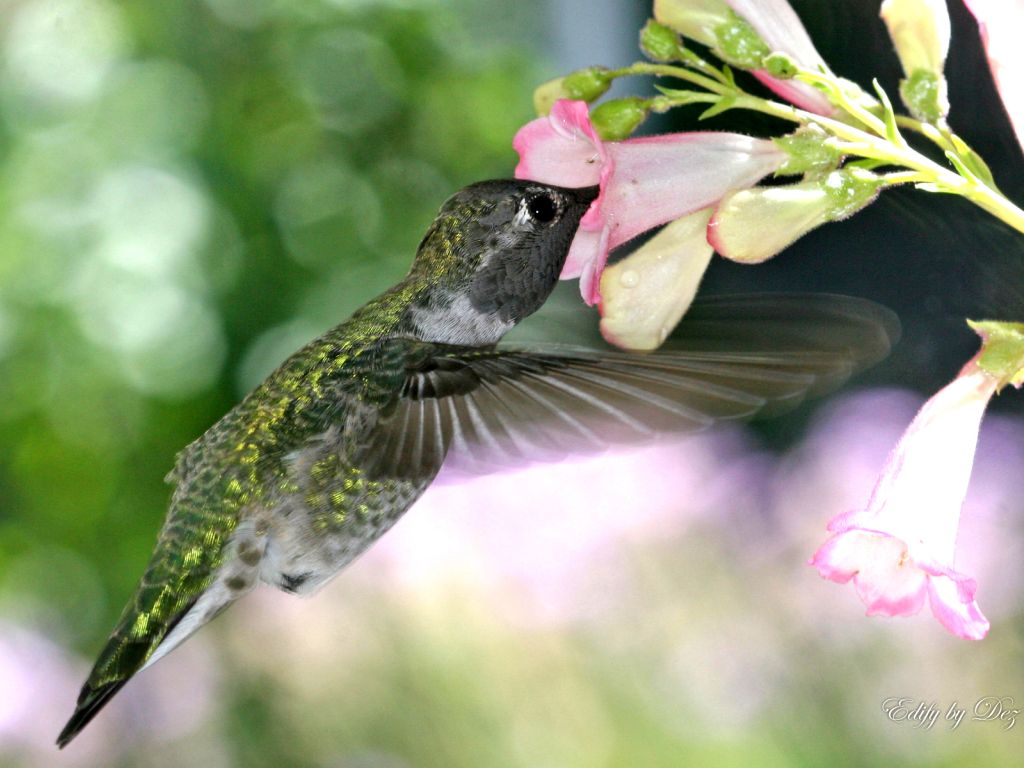 Hungry Hummingbird wallpaper