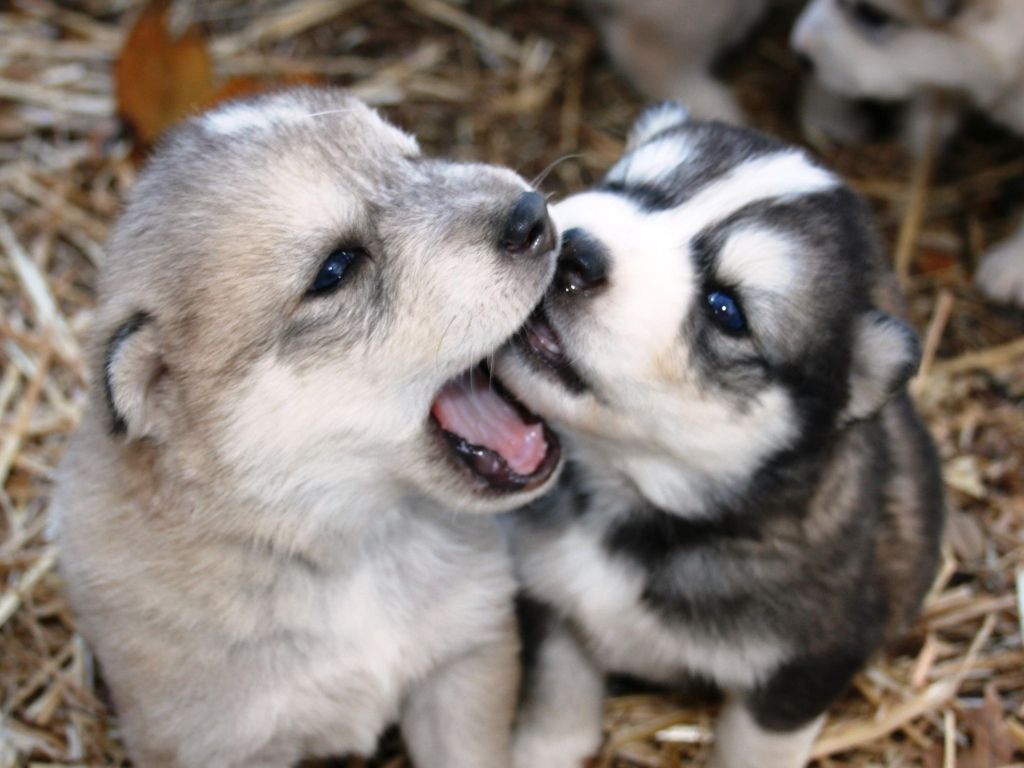 Husky Puppies wallpaper