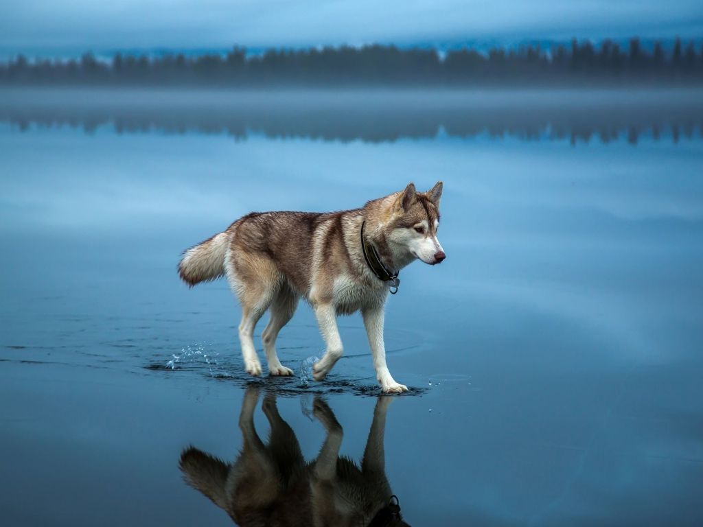 Husky Walks Across a Frozen Lake After Rain wallpaper