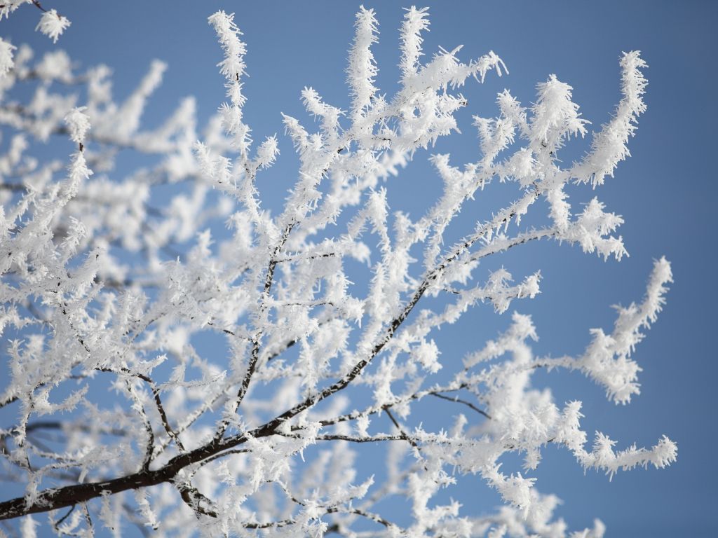 Ice Tree Branches wallpaper