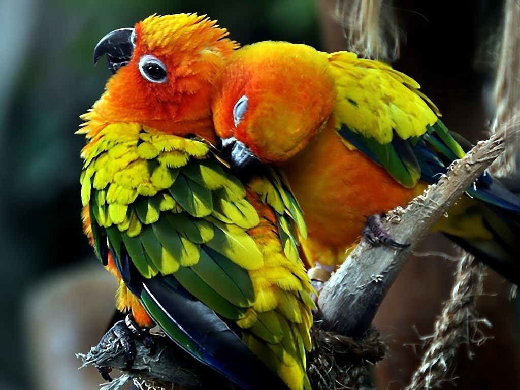 Image Pair Parrot Birds Love W 54315 wallpaper
