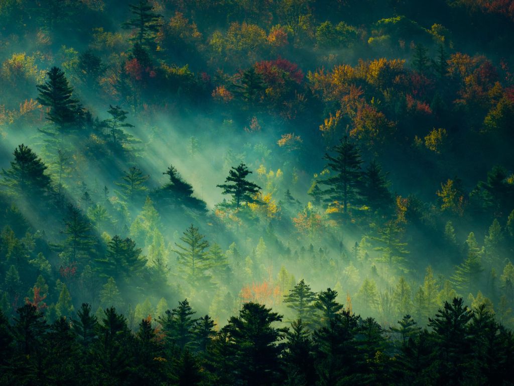 In the Early Morning of Forest wallpaper