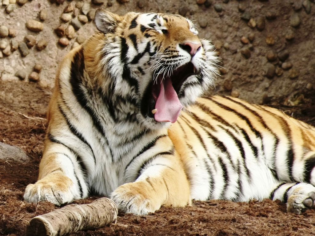 Indian Bengal Tiger wallpaper