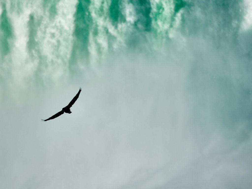 Into the Green - Eagle in Niagara Falls wallpaper