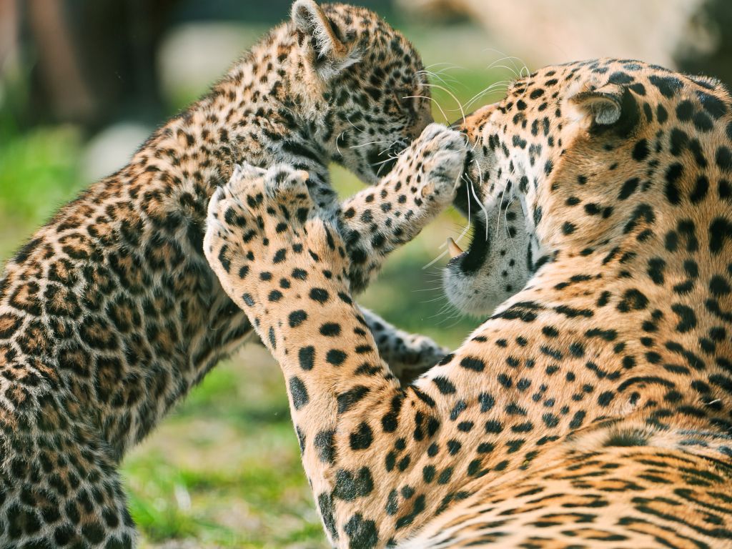 Jaguar Cub Fighting Mother wallpaper