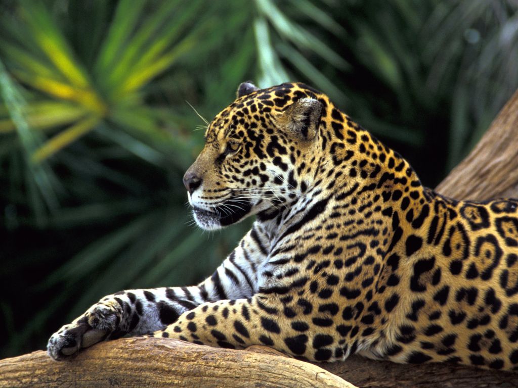 Jaguar in Amazon Rainforest wallpaper