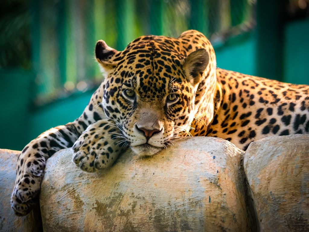 Jaguar Mexico wallpaper