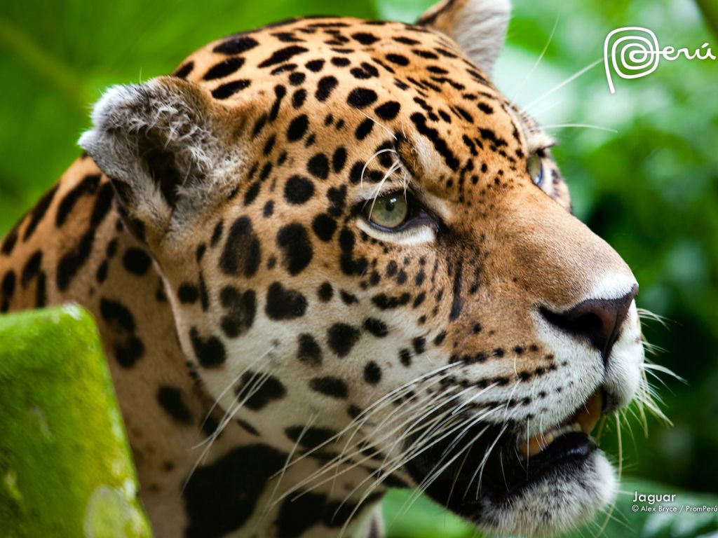 Jaguar The Big Cat wallpaper