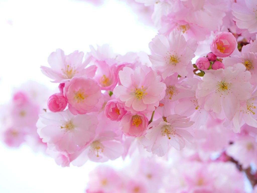 Japanese Cherry Blossom Tree wallpaper
