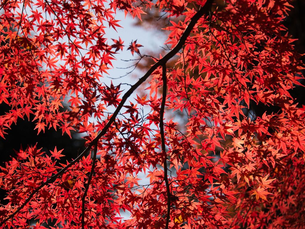 Japanese Maple Tree wallpaper