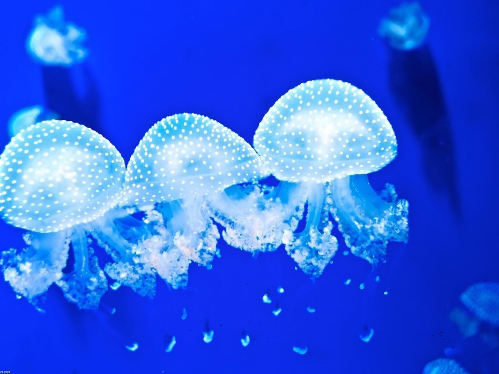 Jellyfish 17065 wallpaper