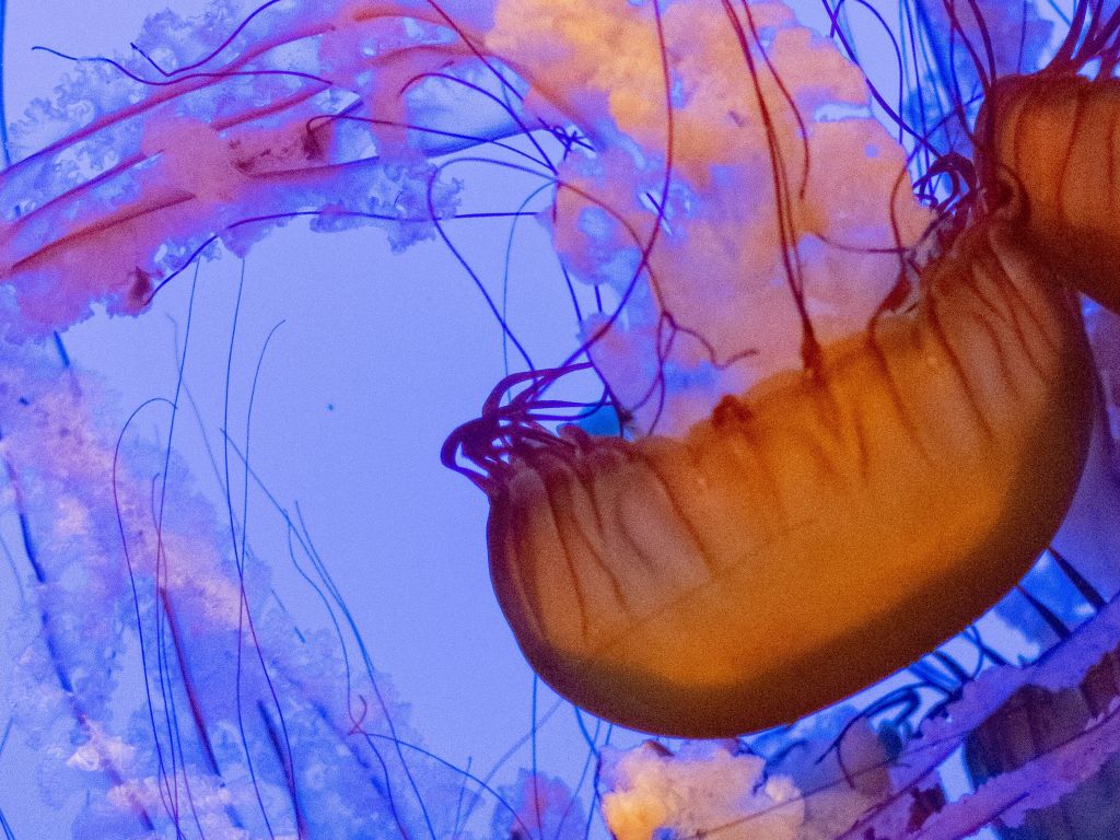 Jellyfish Tentacles wallpaper