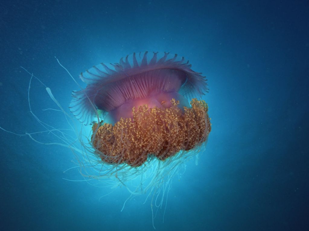 Jellyfish Under Sea wallpaper