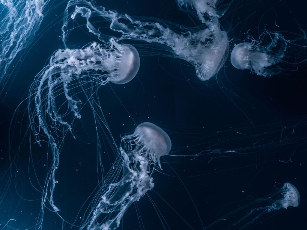 Jellyfish wallpaper