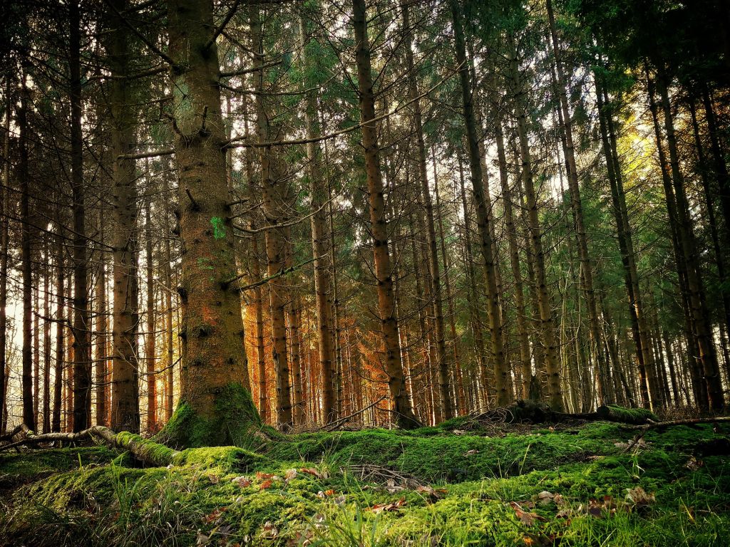 Just a Very Random Forest in the UK wallpaper