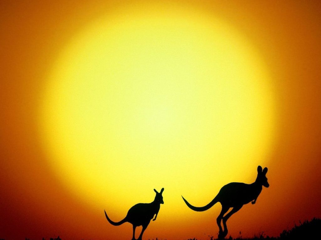 Kangaroo Evening Australia wallpaper