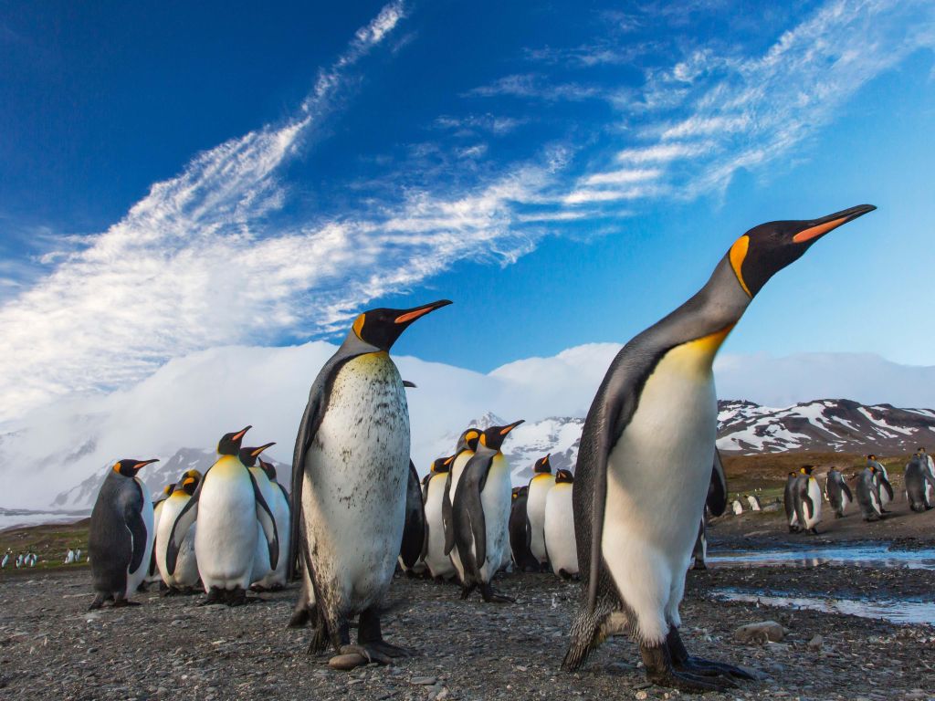 King Penguin Procession wallpaper